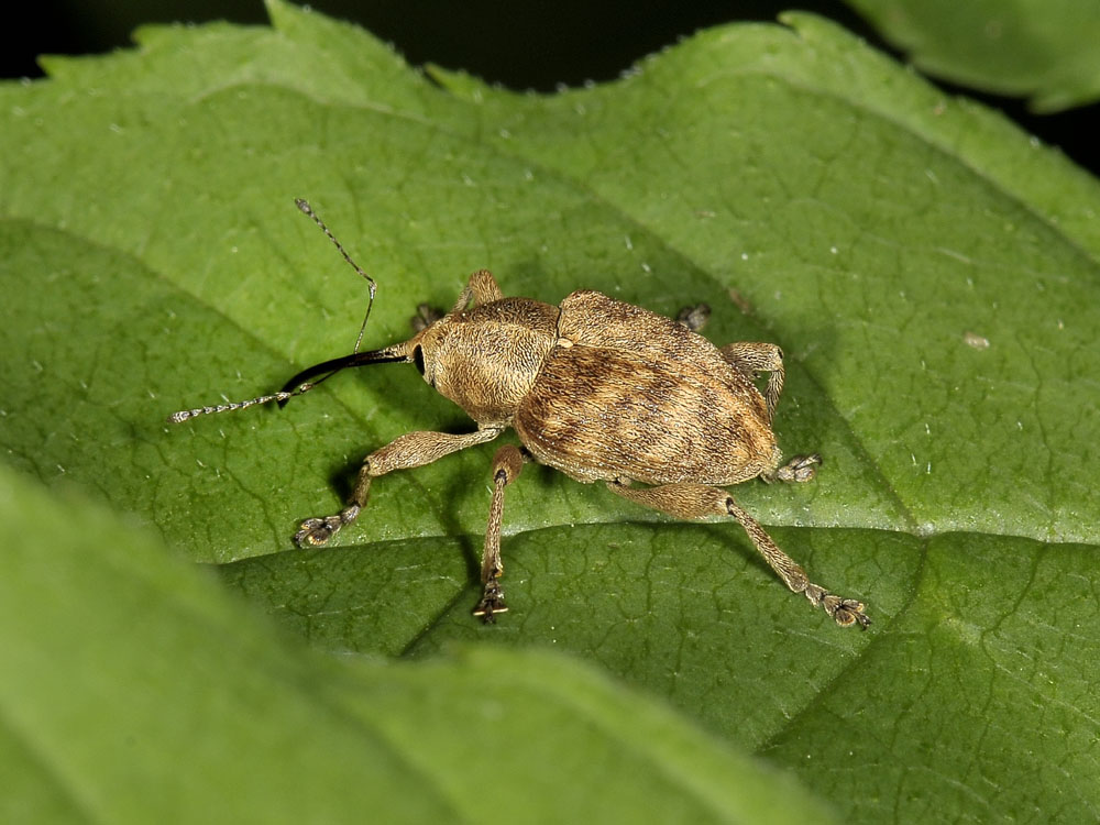 Curculio da identificare